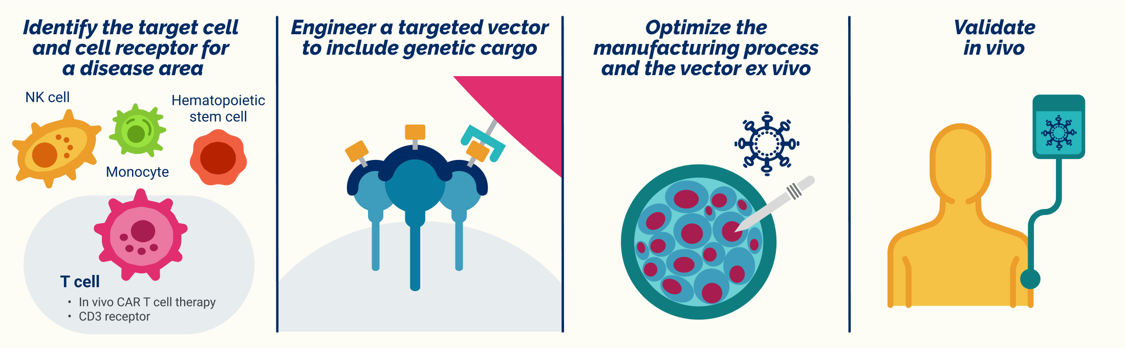 Identify the target cell and cell receptor for a disease area. Engineer a targeted vector to include genetic cargo. Optimize the manufacturing process and the vector ex vivo. Validate in vivo.
